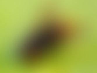 Repérer un nid de frelon en toute sécurité : mes astuces pour ne pas se faire piquer