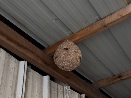 Risques des piqûres de frelon : ce que vous devez savoir pour vous protéger