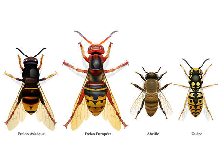“Guêpes, frelons, abeilles : comment les différencier et que faire ?”