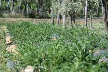 erbe spontanee torte felici il giardino di erika carso