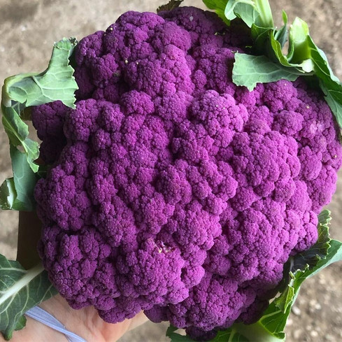 cavolo viola biologico