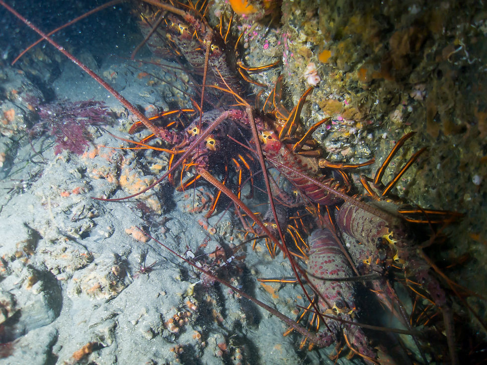Spiny Lobsters