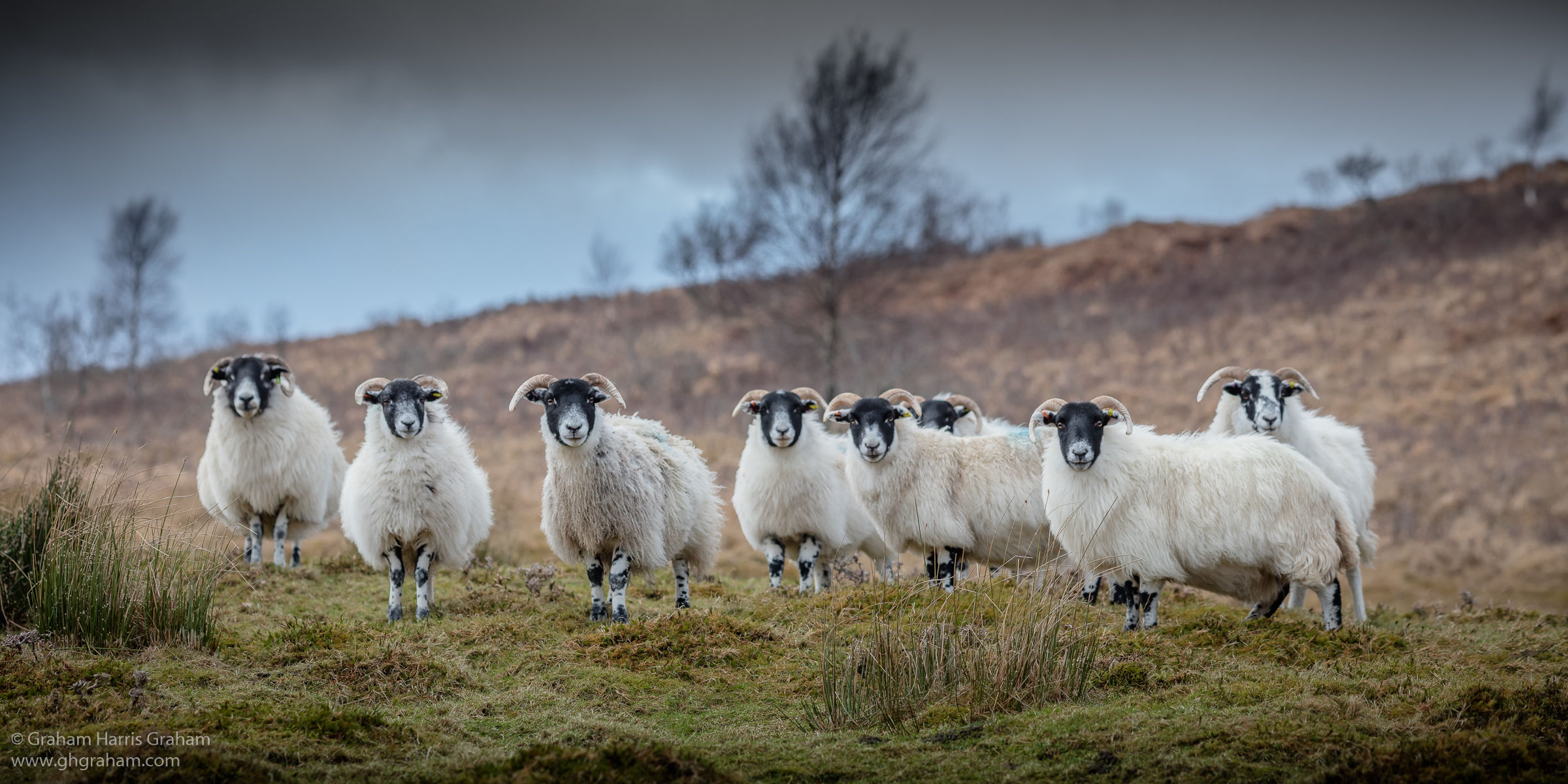 Hey Ewe, Glen Spean, Lochaber