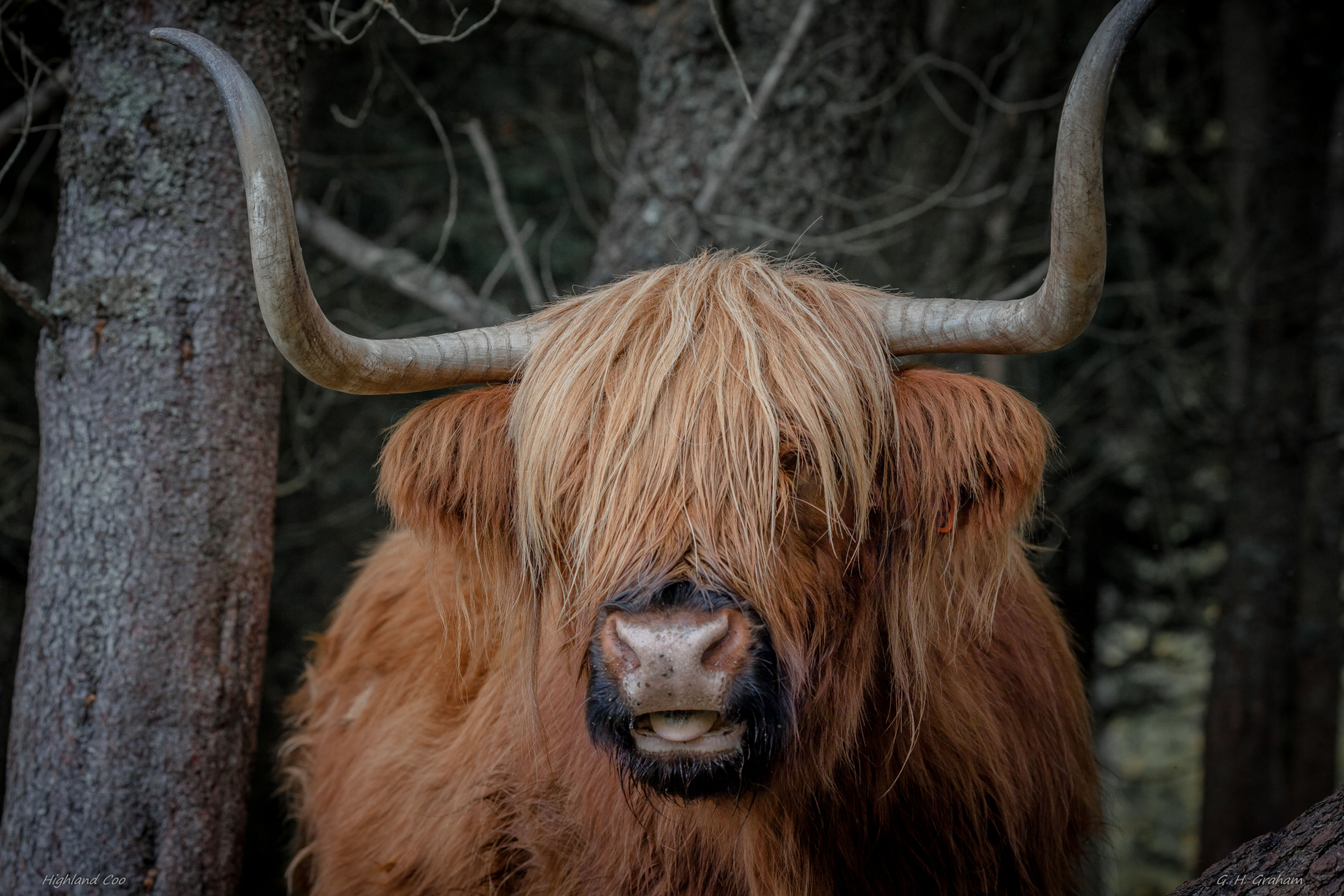 Highland Coo, Trossachs