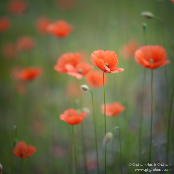 Poppies