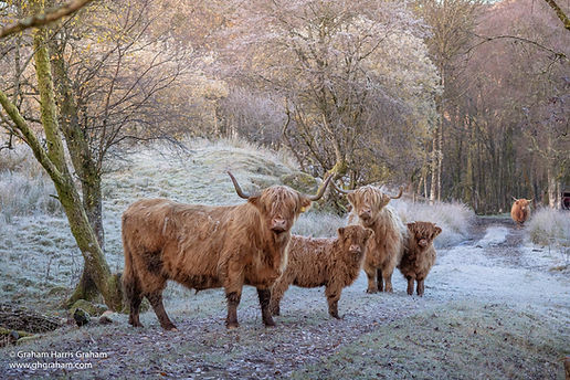 Highland Coos 3 x 2 (2400 x 1600) (1 of 1).jpg
