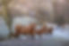 Highland Coos 3 x 2 (2400 x 1600) (1 of 1).jpg