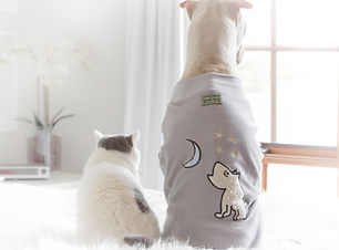 dogs in robes_edited.jpg