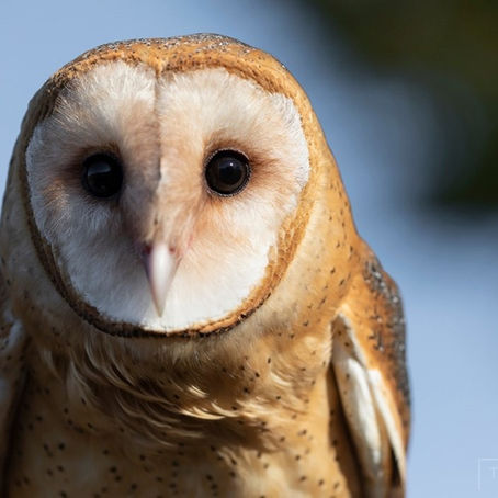 Bwletin y Pennaeth - 03/02/2026 - The Head's Bulletin