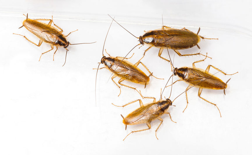 German roaches are some of the toughest to treat.
