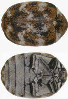 Carpet beetles are another occasional invader that seeks quiet dark places; hence the name Carpet