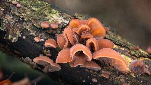 Auricularia Polytricha - Heilpilz