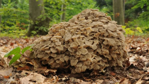 Polyporus Umbellatus - Heilpilz