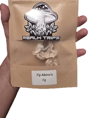 Fiji Albino Psilocybe cubensis