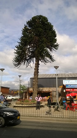 Castro -  Un Araucaria