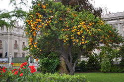 jardin ancien congrès à Santiago