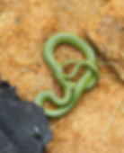 Smooth Green Snake - Mike Clough
