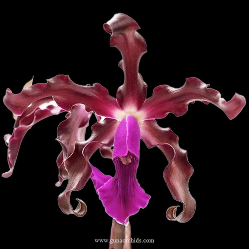 Buy Schomburgkia Burgundy BS Orchid Online Orchid Plants for Sale