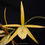 Thumbnail: Brassocattleya Yellow Bird #2 BS - Big Pot