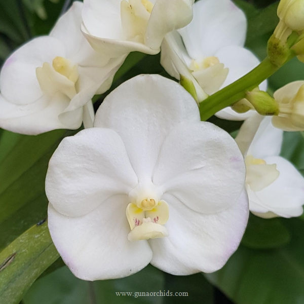 Thumbnail: Vanda Nopporn White Diamond BS