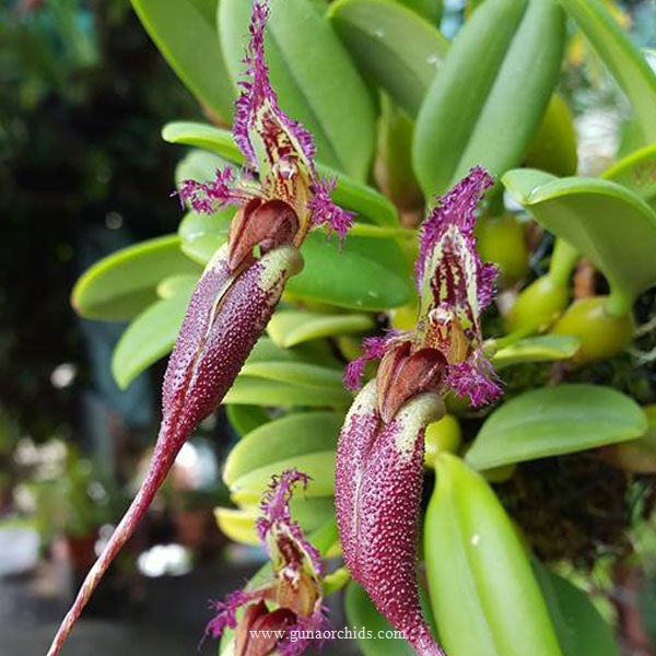 Thumbnail: Bulbophyllum Fascinator -WM | BS