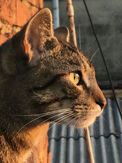 WhatsApp Image 2020-03-20 at 8.29