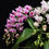Thumbnail: buy aerides magnifica orchid online