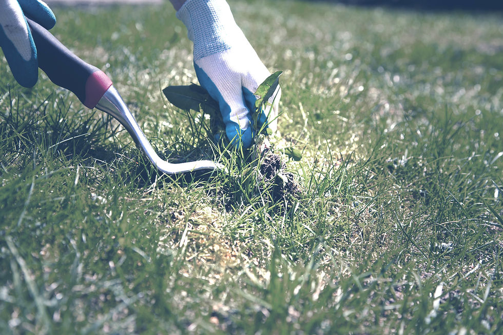 Gloved hand weeds grass with a garden tool on a sunny day. Lush green lawn in the background, conveying a tranquil gardening scene.