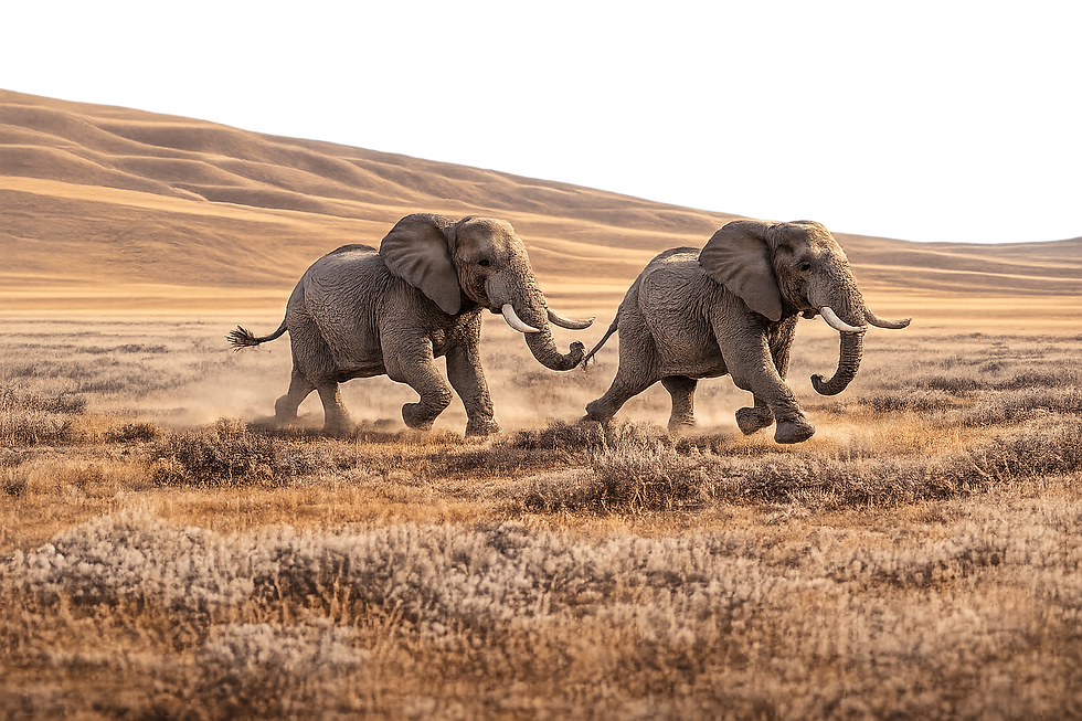 African Elephants on a deserted land
