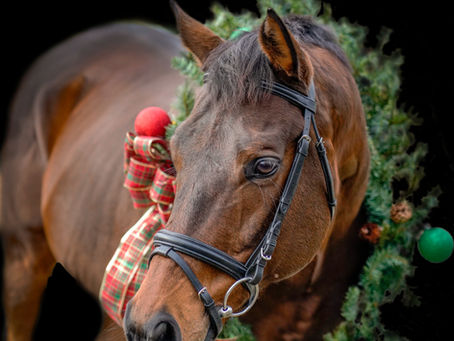 Erin Spanos and Redford | Oberon Farm | Preston, CT