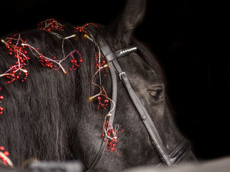 Hocus Pocus | Fairy Light Session | East Lyme, CT