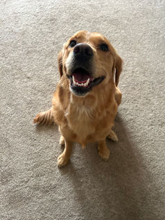 Herbie & Friends Pet Services
Wickford Dog Walker & Pet Sitter