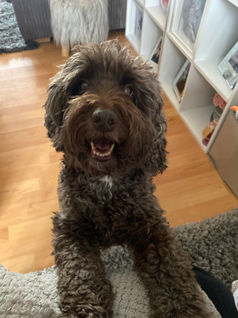Herbie & Friends Pet Services
Wickford Dog Walker & Pet Sitter