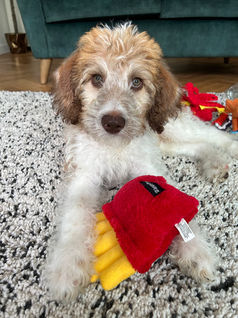 Herbie & Friends Pet Services
Wickford Dog Walker & Pet Sitter