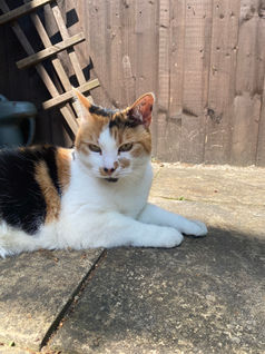 Herbie & Friends Pet Services
Wickford Dog Walker & Pet Sitter