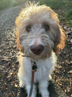 Herbie & Friends Pet Services
Wickford Dog Walker & Pet Sitter