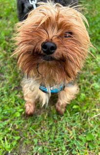 Herbie & Friends Pet Services
Wickford Dog Walker & Pet Sitter