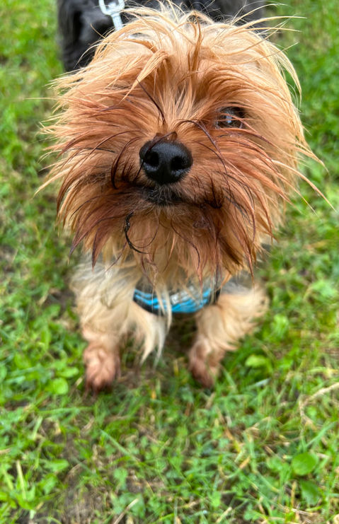Herbie & Friends Pet Services
Wickford Dog Walker & Pet Sitter