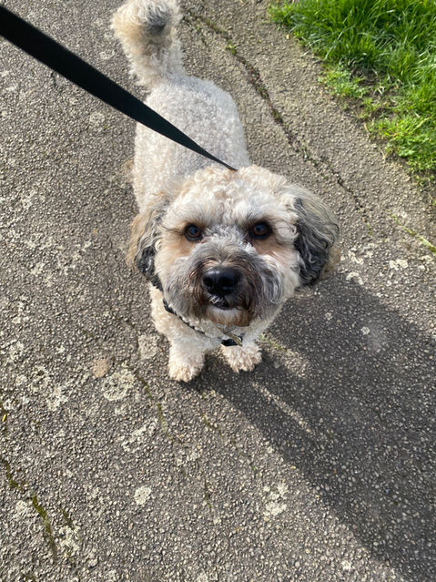 Herbie & Friends Pet Services
Wickford Dog Walker & Pet Sitter