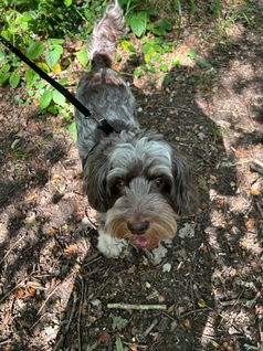Herbie & Friends Pet Services
Wickford Dog Walker & Pet Sitter