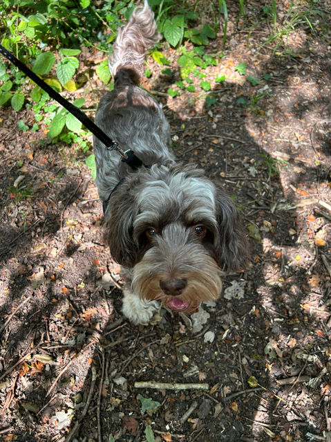 Herbie & Friends Pet Services
Wickford Dog Walker & Pet Sitter