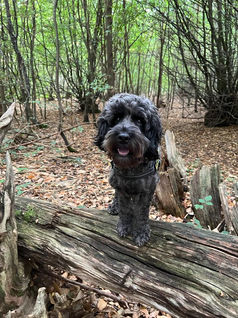 Herbie & Friends Pet Services
Wickford Dog Walker & Pet Sitter