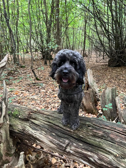 Herbie & Friends Pet Services
Wickford Dog Walker & Pet Sitter