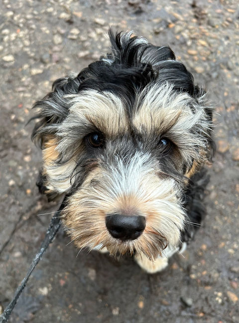 Herbie & Friends Pet Services
Wickford Dog Walker & Pet Sitter