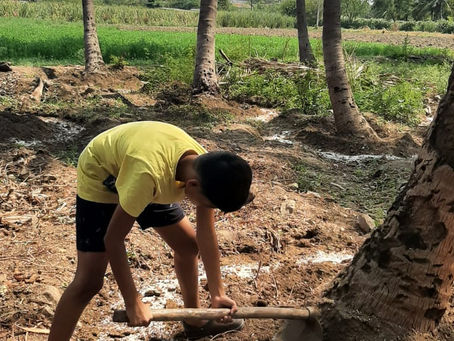 Coconut tree maintenance
