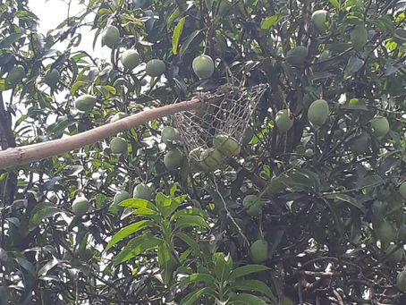 Mango harvesting