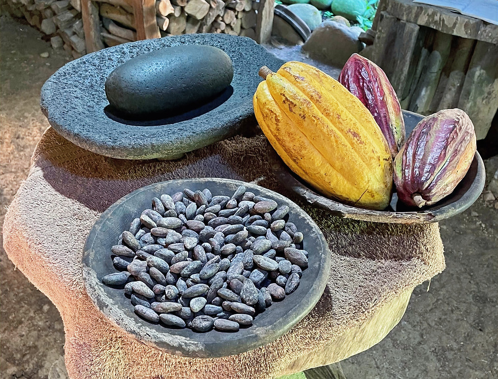 Cacao fruit and beans on a platter