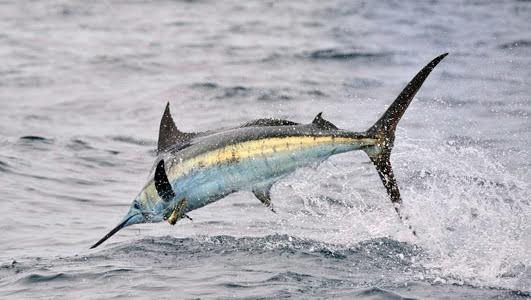 A Marlin fish jumping out of the water.