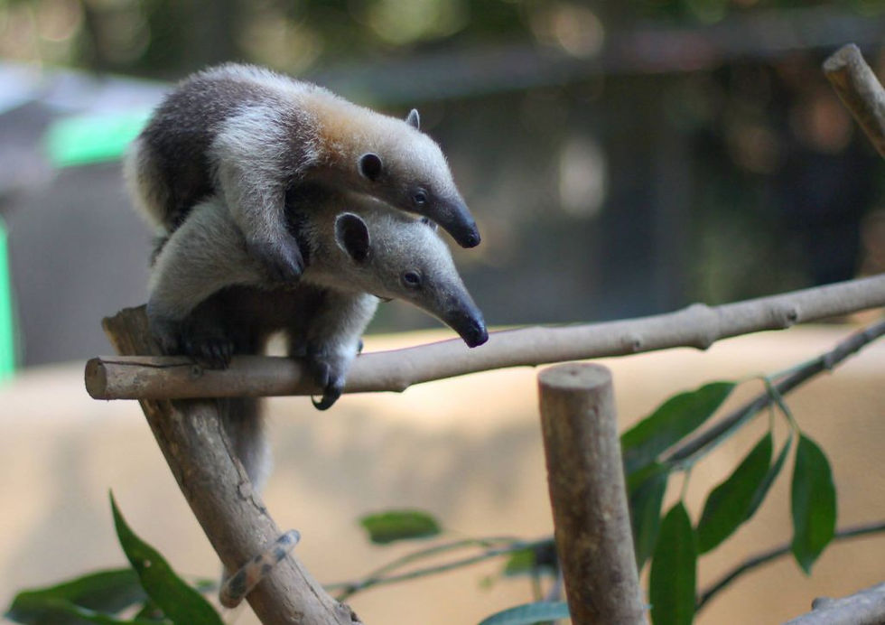 Two Anteaters on a branch