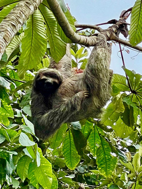 Sloth Hanging in a Tree